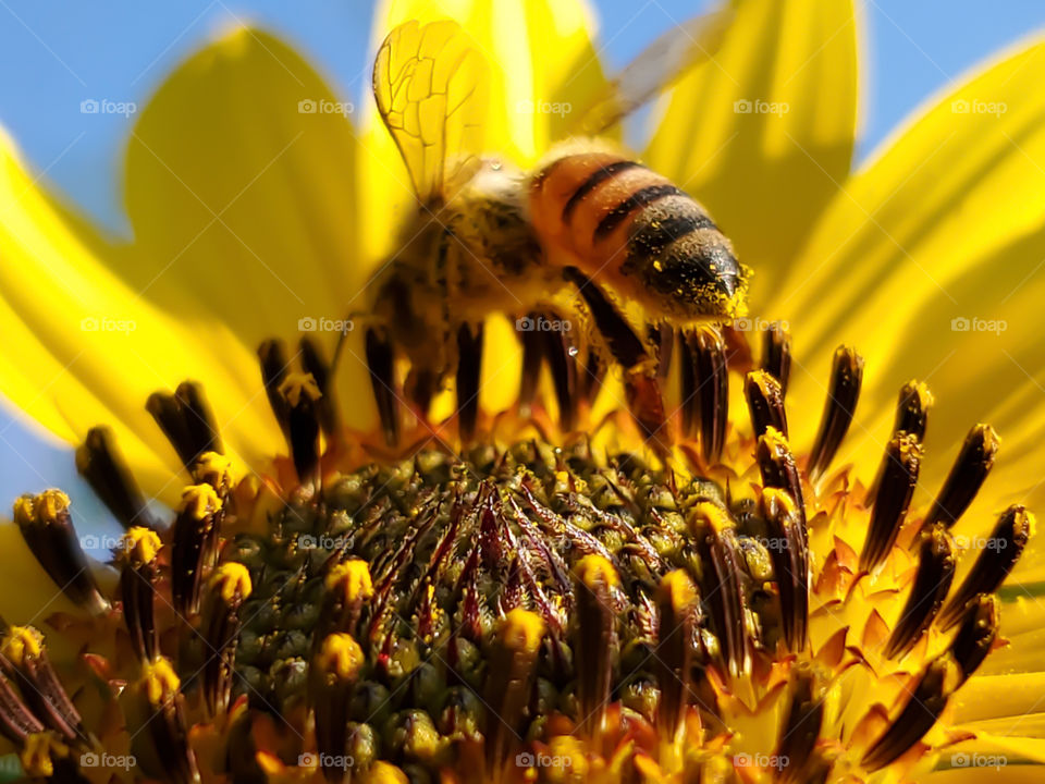 A macro focusing on the pollen on the tail end of a western honeybee that is pollinating a wild sunflower.