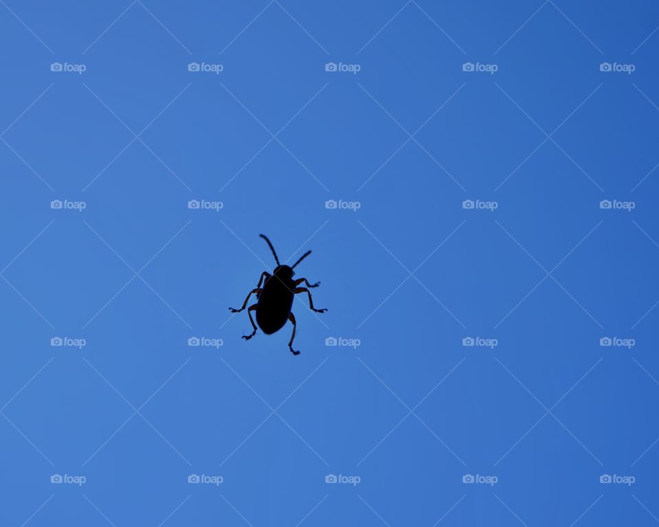 Small beetle on window