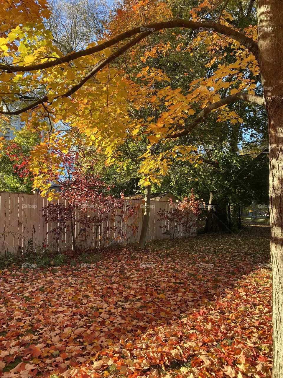 The color of autumn 