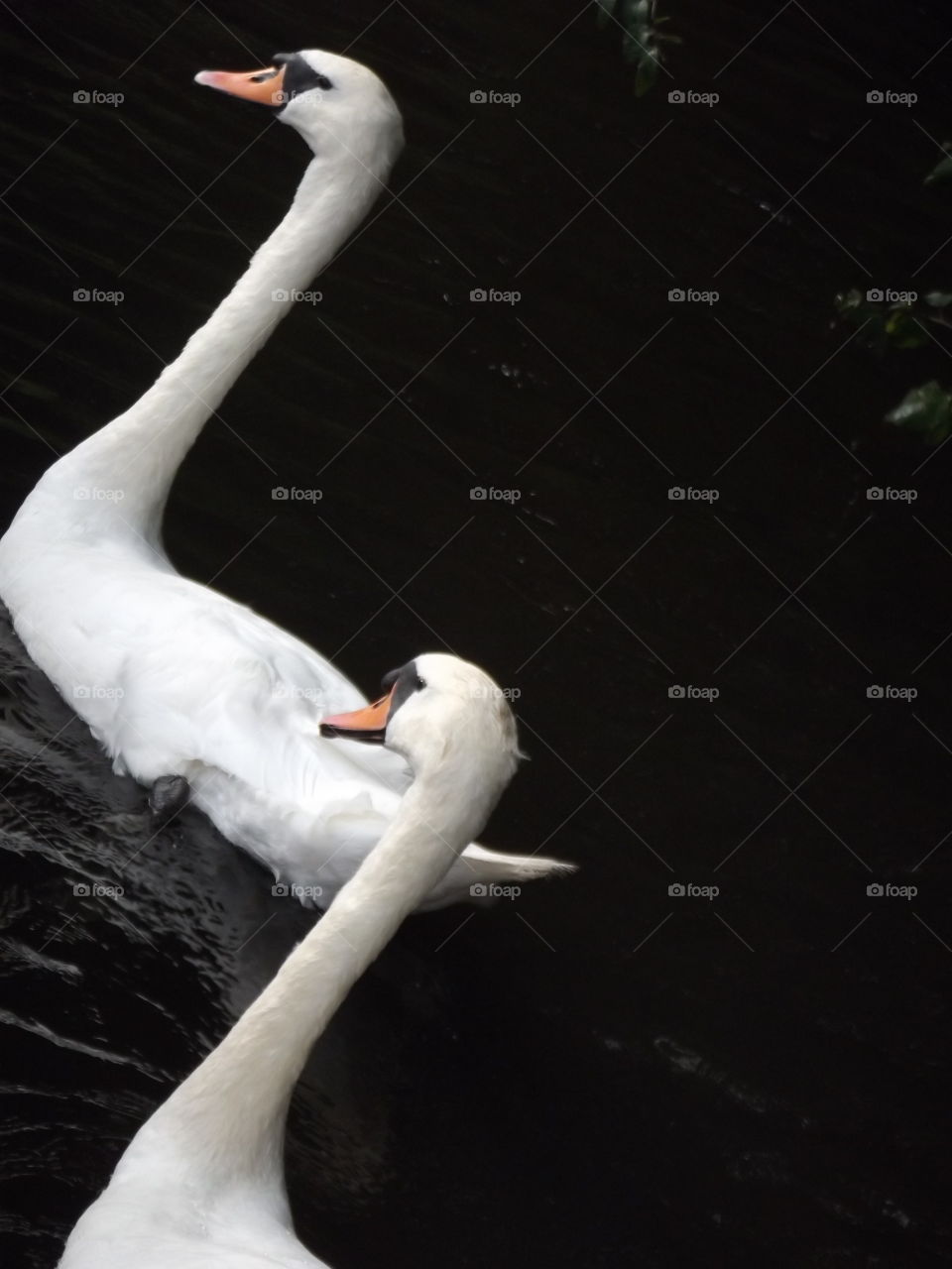 Swans Necks