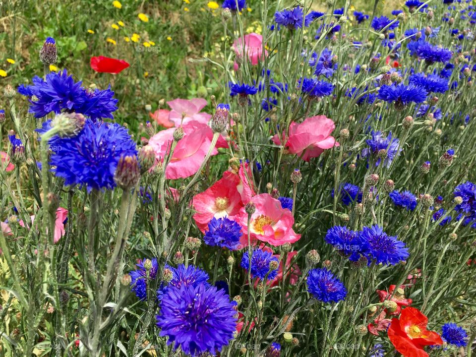 All the colors of the flowers 