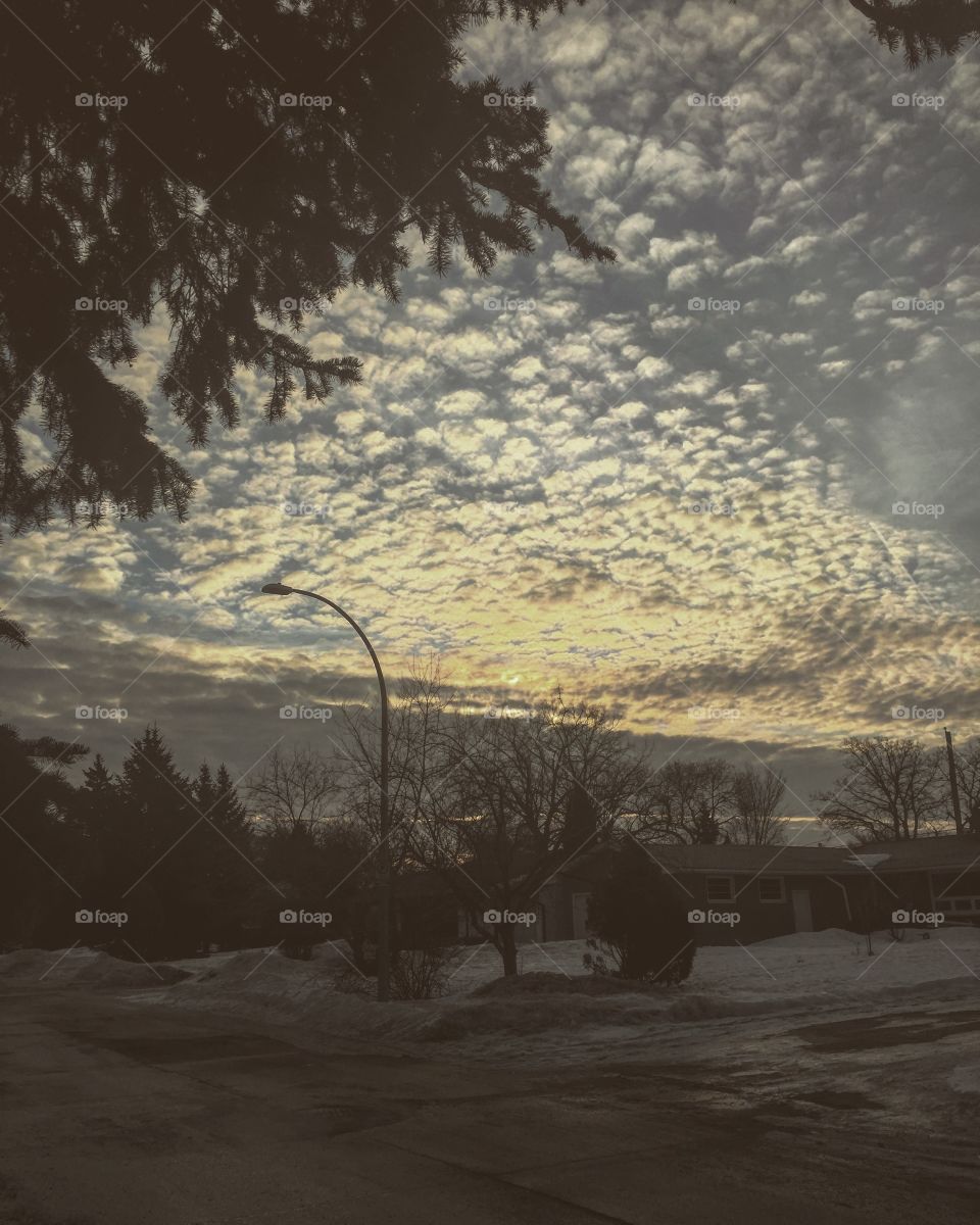 Tree, Landscape, Snow, Winter, Cold