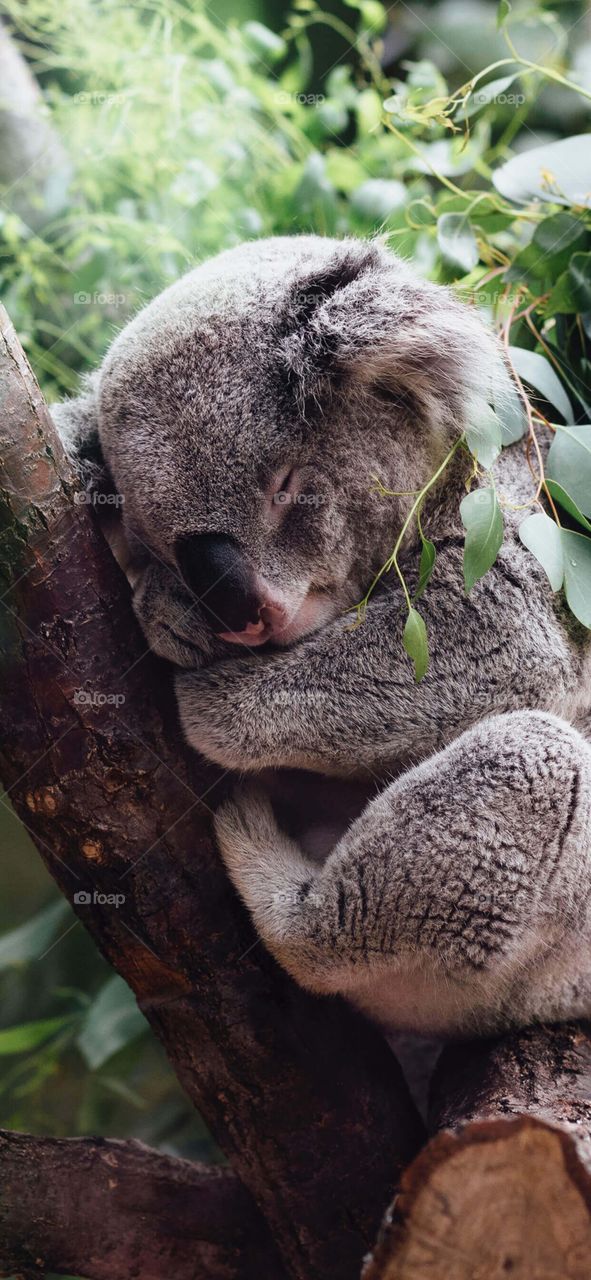 Koala 