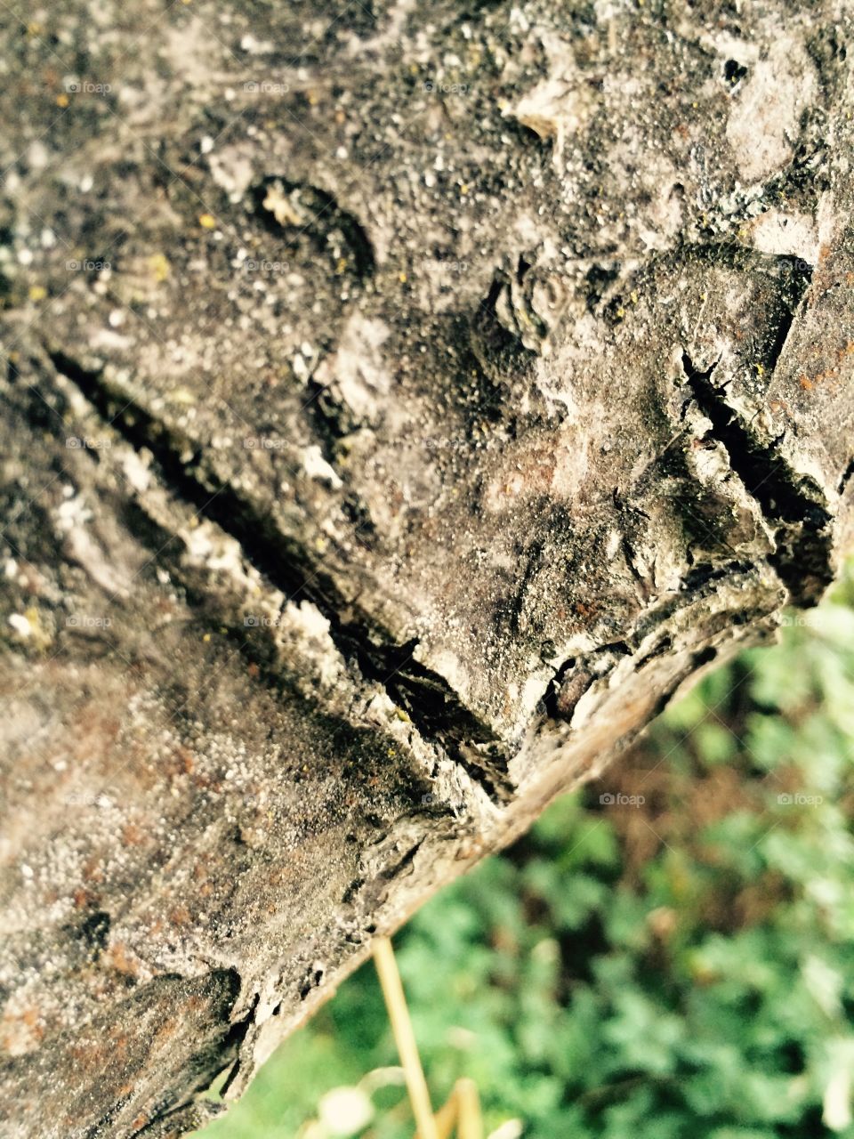 scars on a tree in my grandparents backyard.