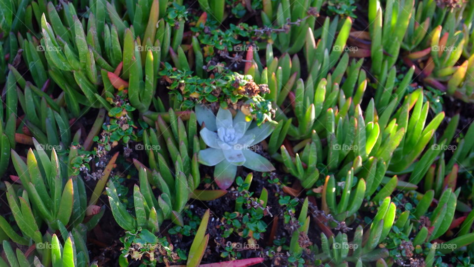 High angle view of flower