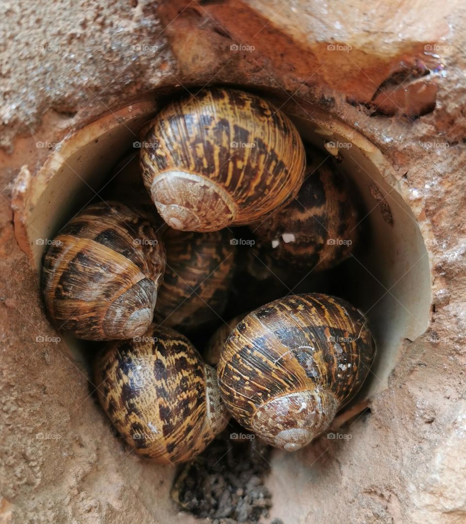 When there is no rainfall you will find the snails here 🐌