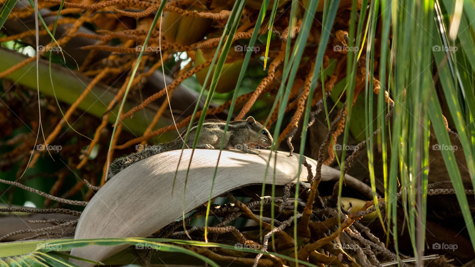 Squirrel
✓full screen mood is recommended (landscape)