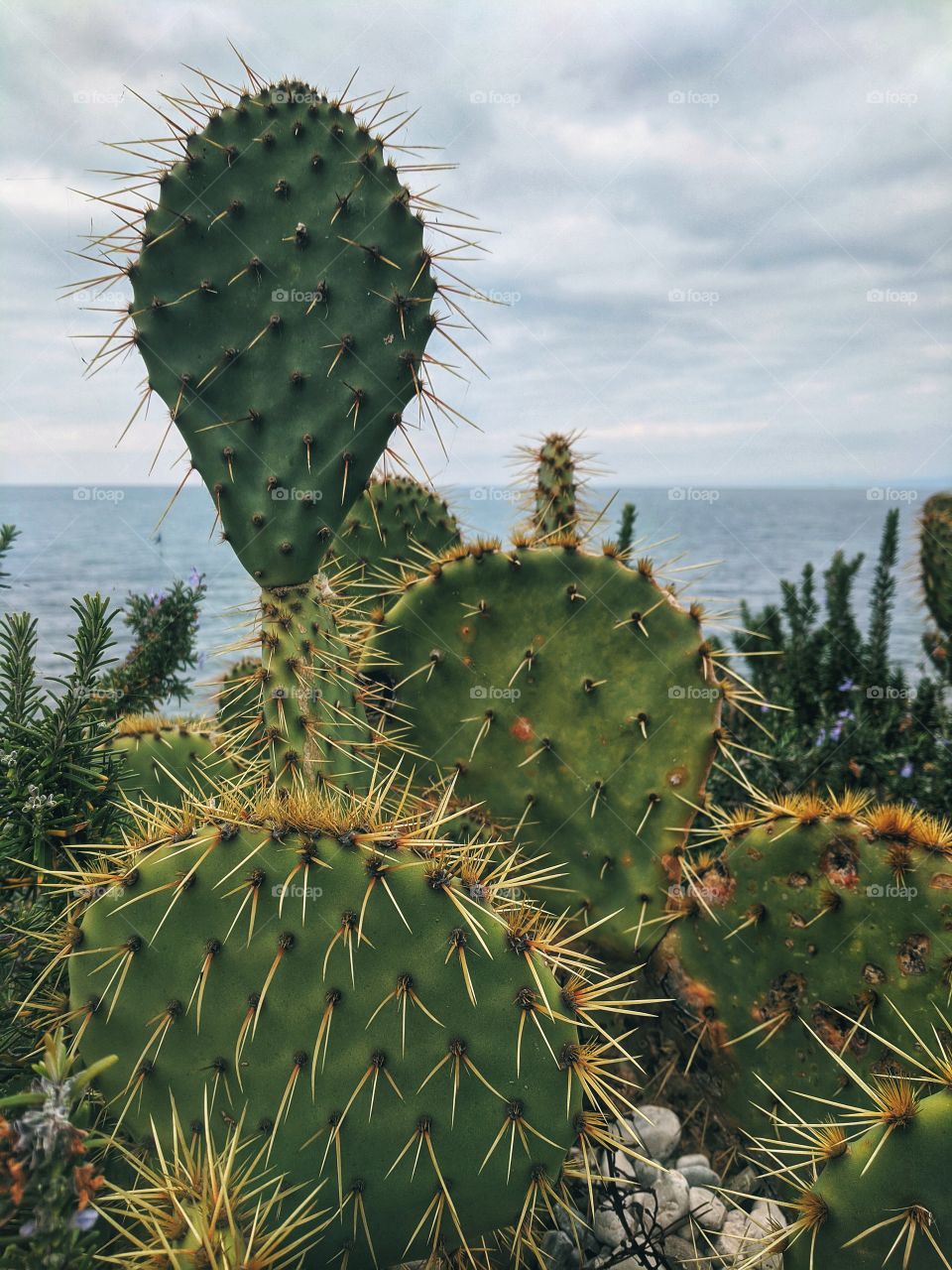 Background of wild green cactus at the adriatic seaside in autumn.