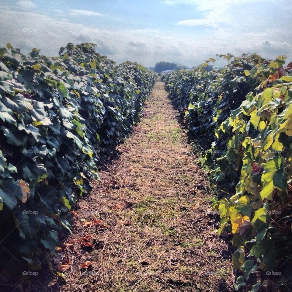 Vineyard near Lake Erie 