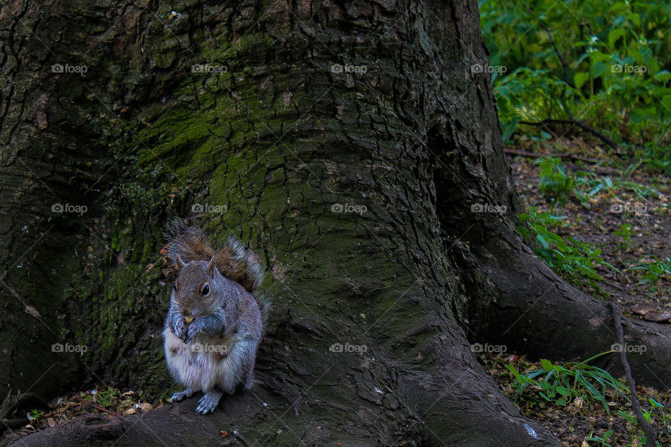 Squirrel eating nut