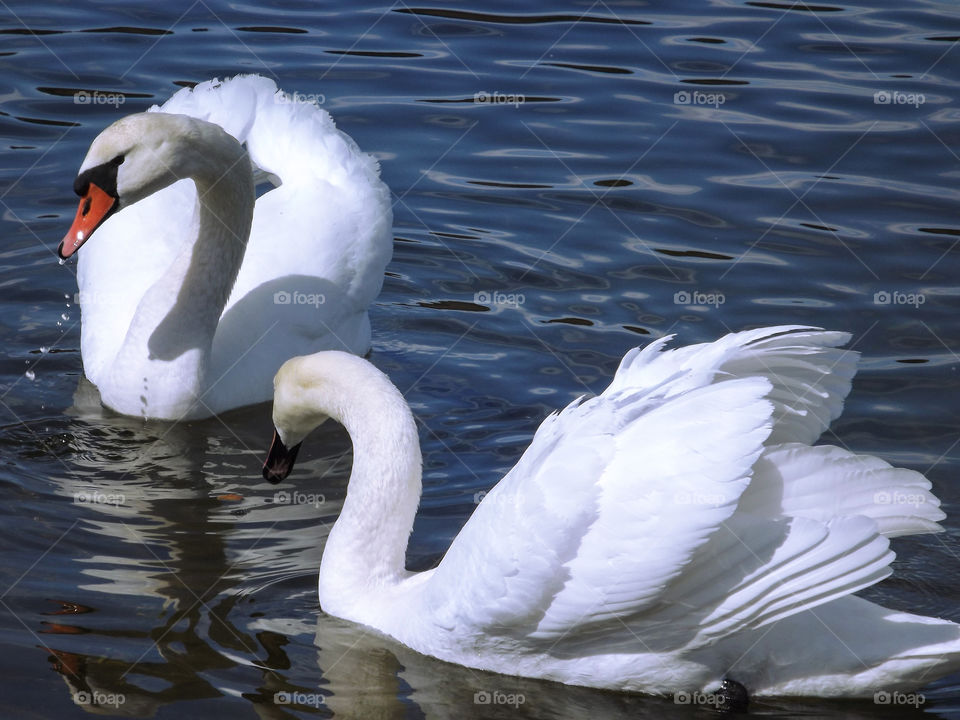 Swans