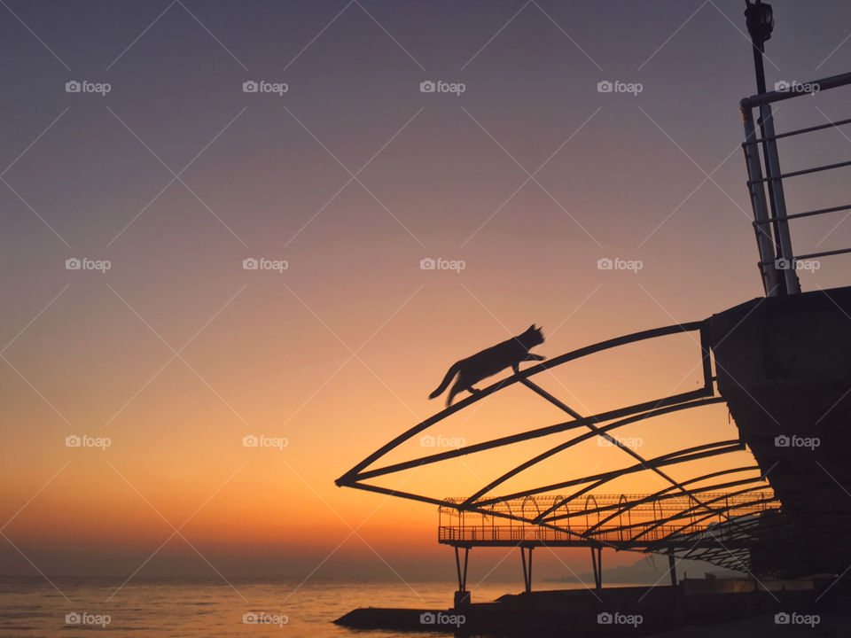 Silhouette of cat walking above the seaside at sunset. Crimea, 2019. 