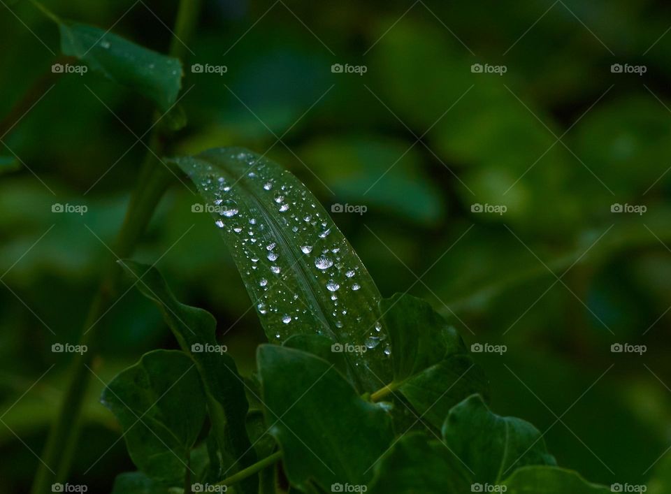 Green leaf water drops