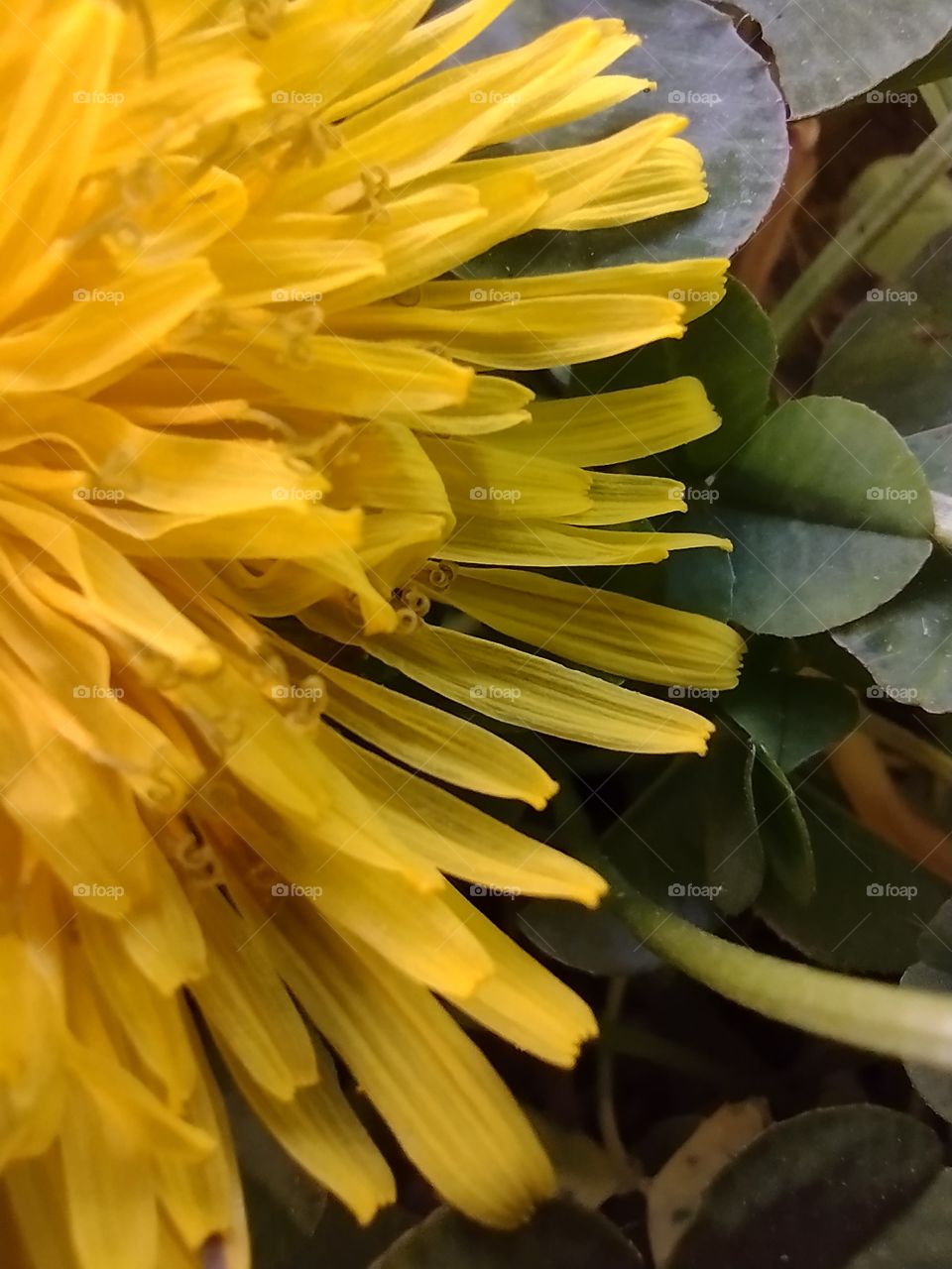 Unfiltered Dandelion