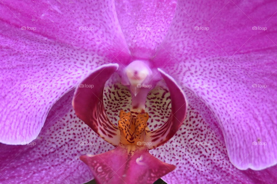 pink Orchid flower are bloom