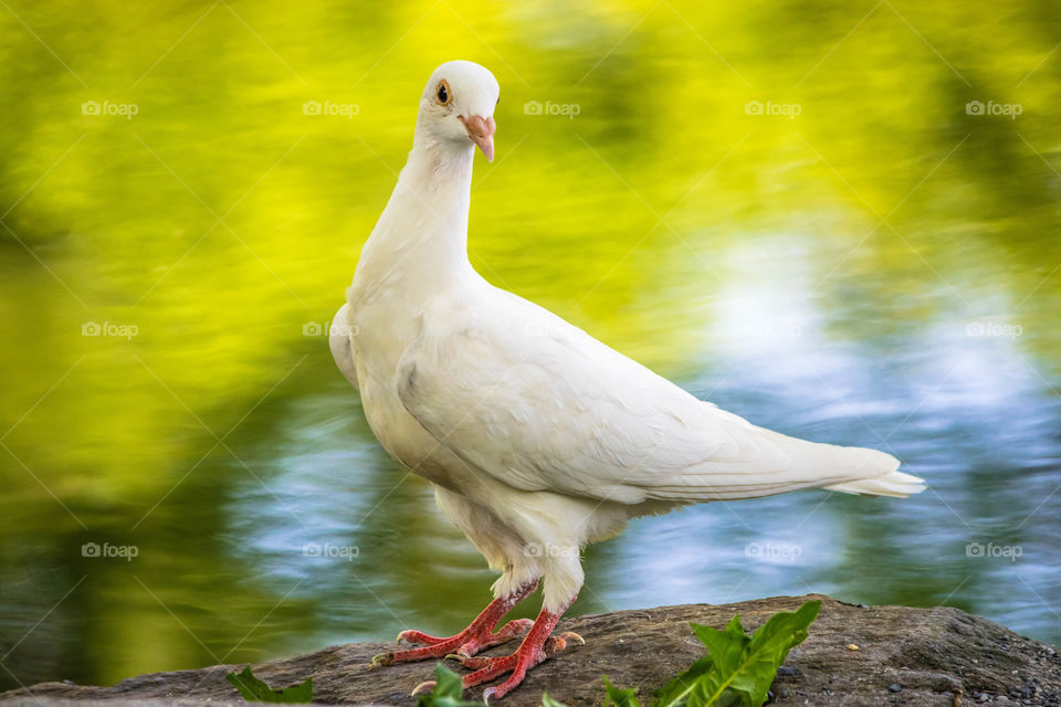 White Pigeon in the Park