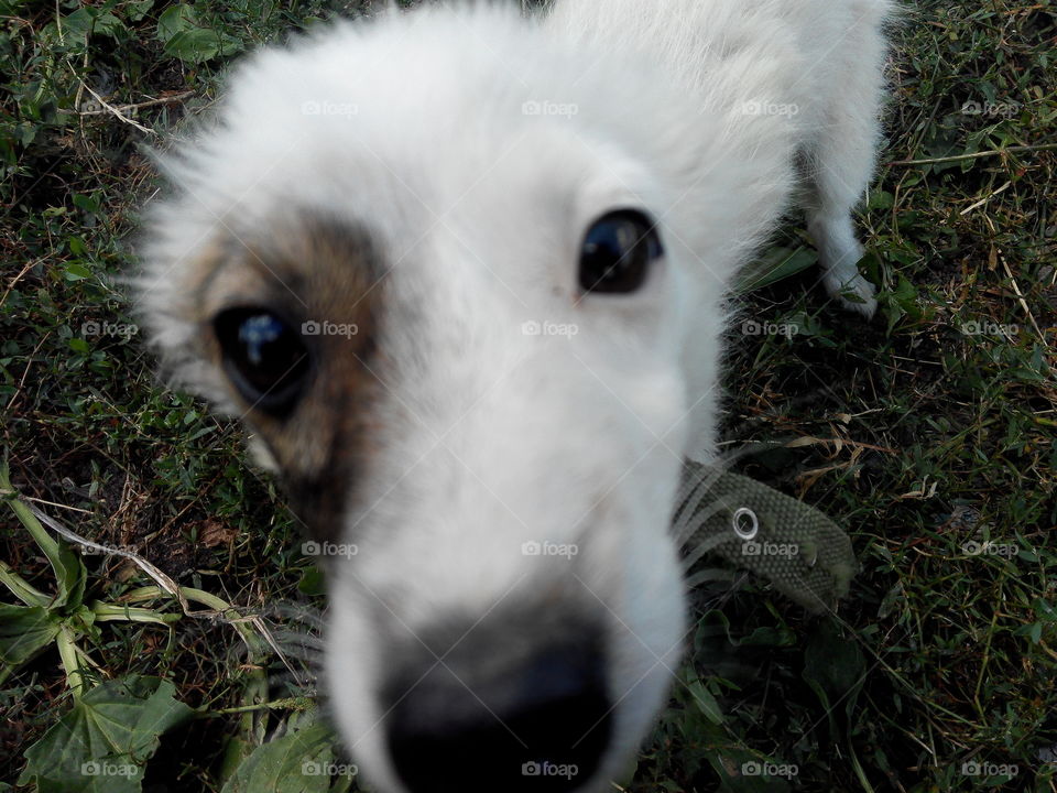 Dog, Mammal, Animal, Pet, Cute