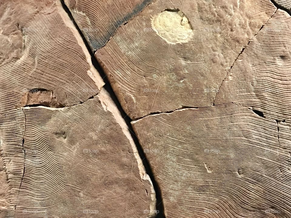 Fossils, cracks and fissures on fossilised sandstone rock slab from ocean floor bed, closeup copy space, conceptual marine biology, geology, earth sciences, evolution, history, education, genealogy, sea life