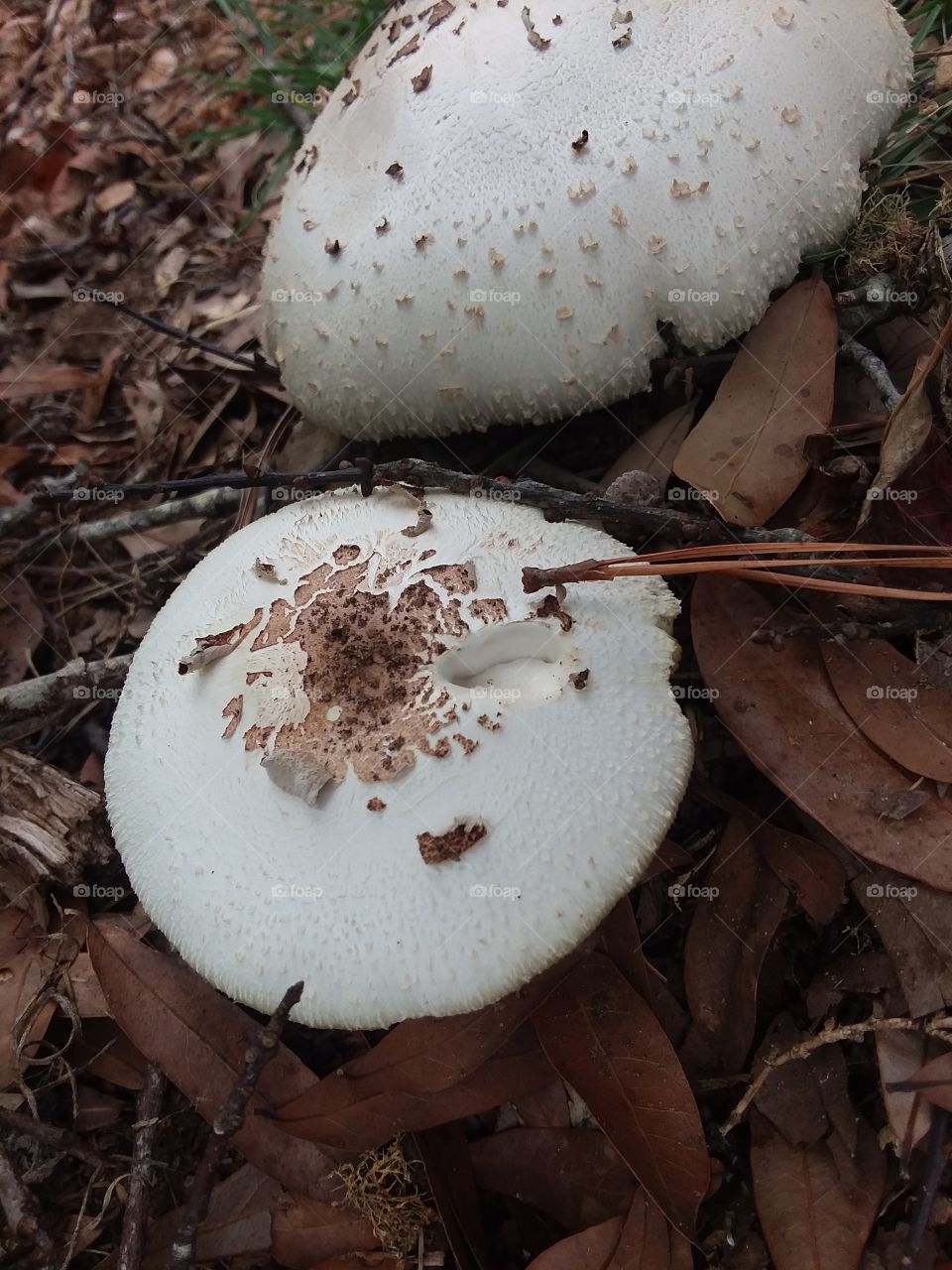 mushrooms in the garden