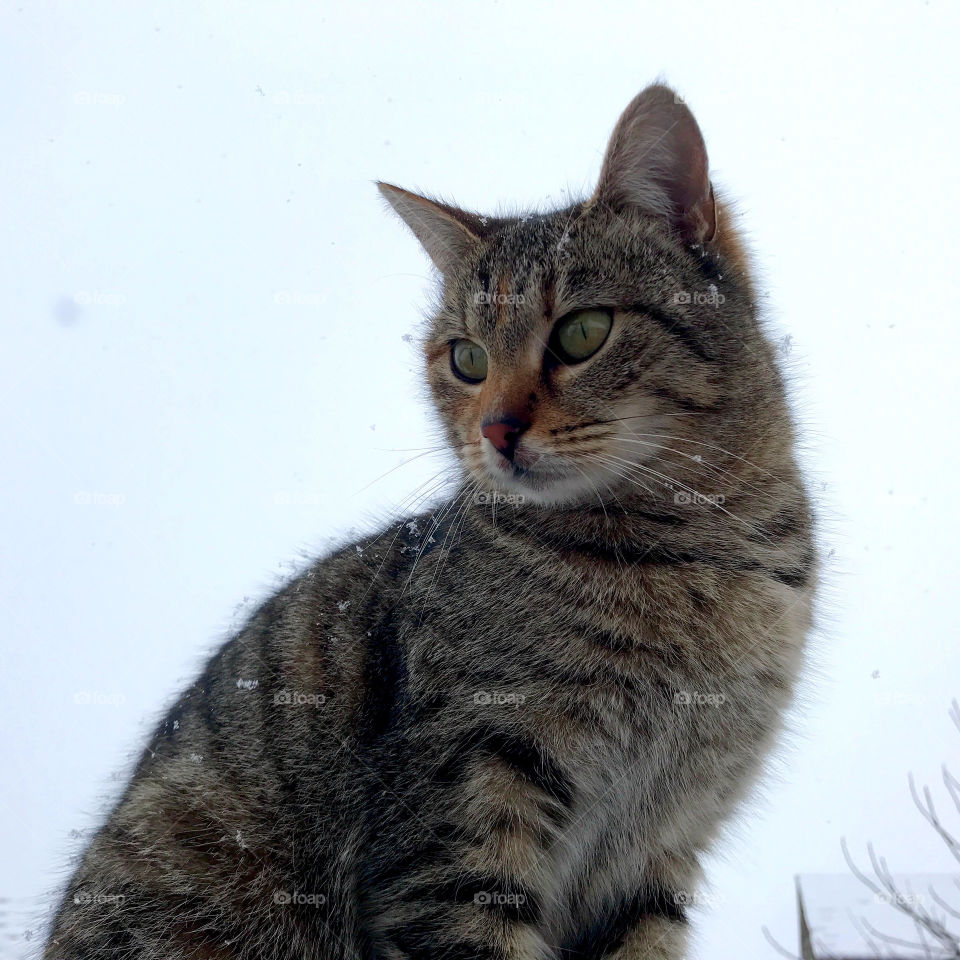 A grey cat