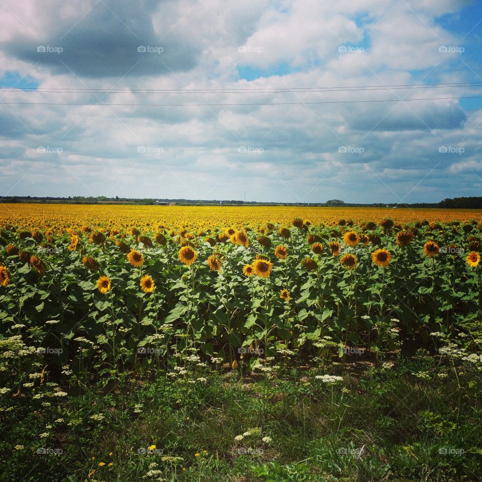 Italian sunflower field in summer