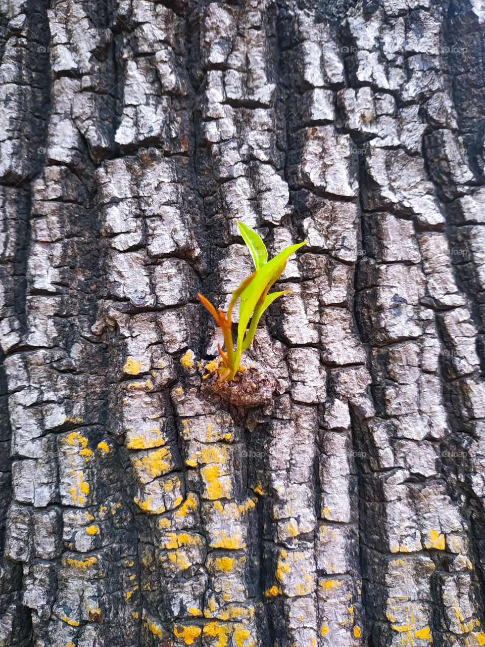 New development and renewal as a business concept of emerging leadership success as an old cut down tree and a strong seedling growing in the center trunk as a concept of support building a future.