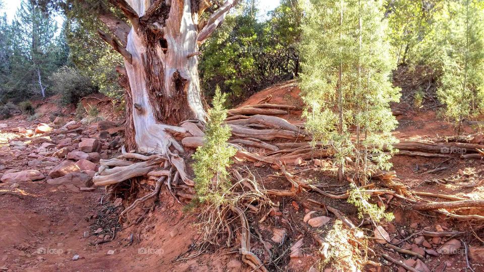 Ageless Oak, Red Canyon, Sedona, Arizona, USA