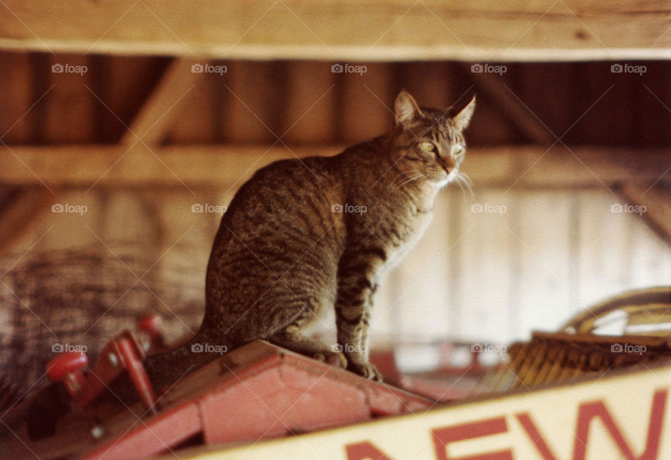 Bill the Cat on Tractor
