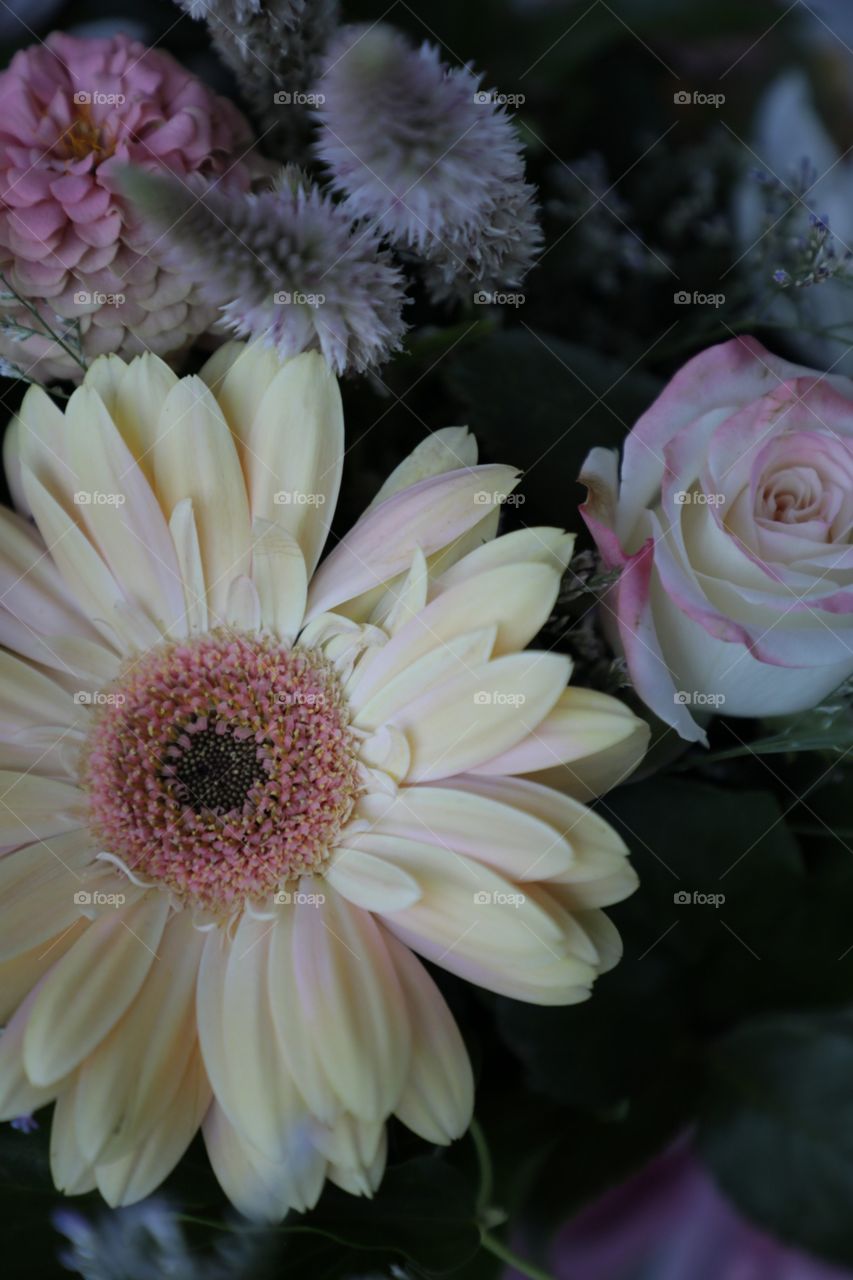 chrysanthemum yellow pink