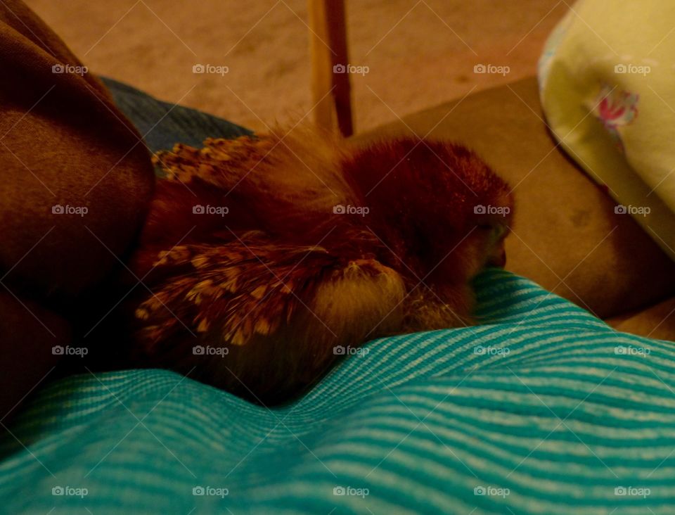Sleeping Rhode Island Red chick