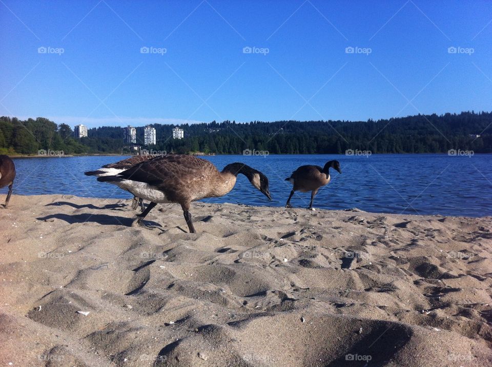 Canada Geese on Beach British Columbia. Canada Geese on Beach British Columbia