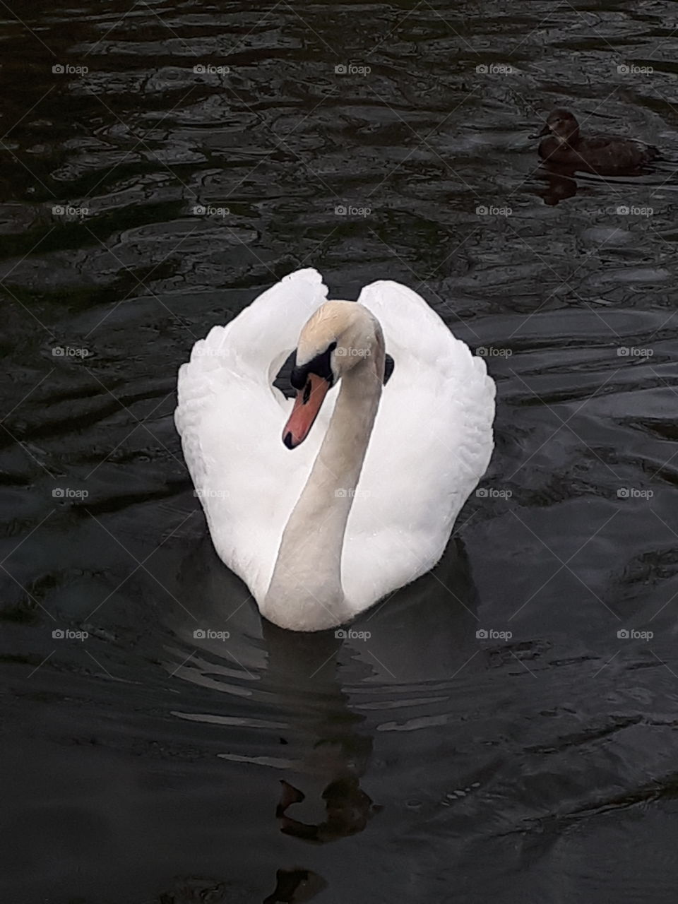 Mute Swan