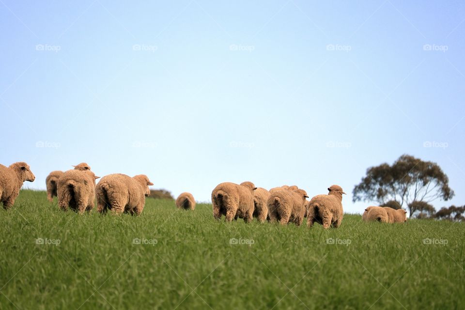 Flock Australian wooly sheep, lambs and ewes in green meadow pasture field, South Australia, pastoral, grazing, wool and lamb production