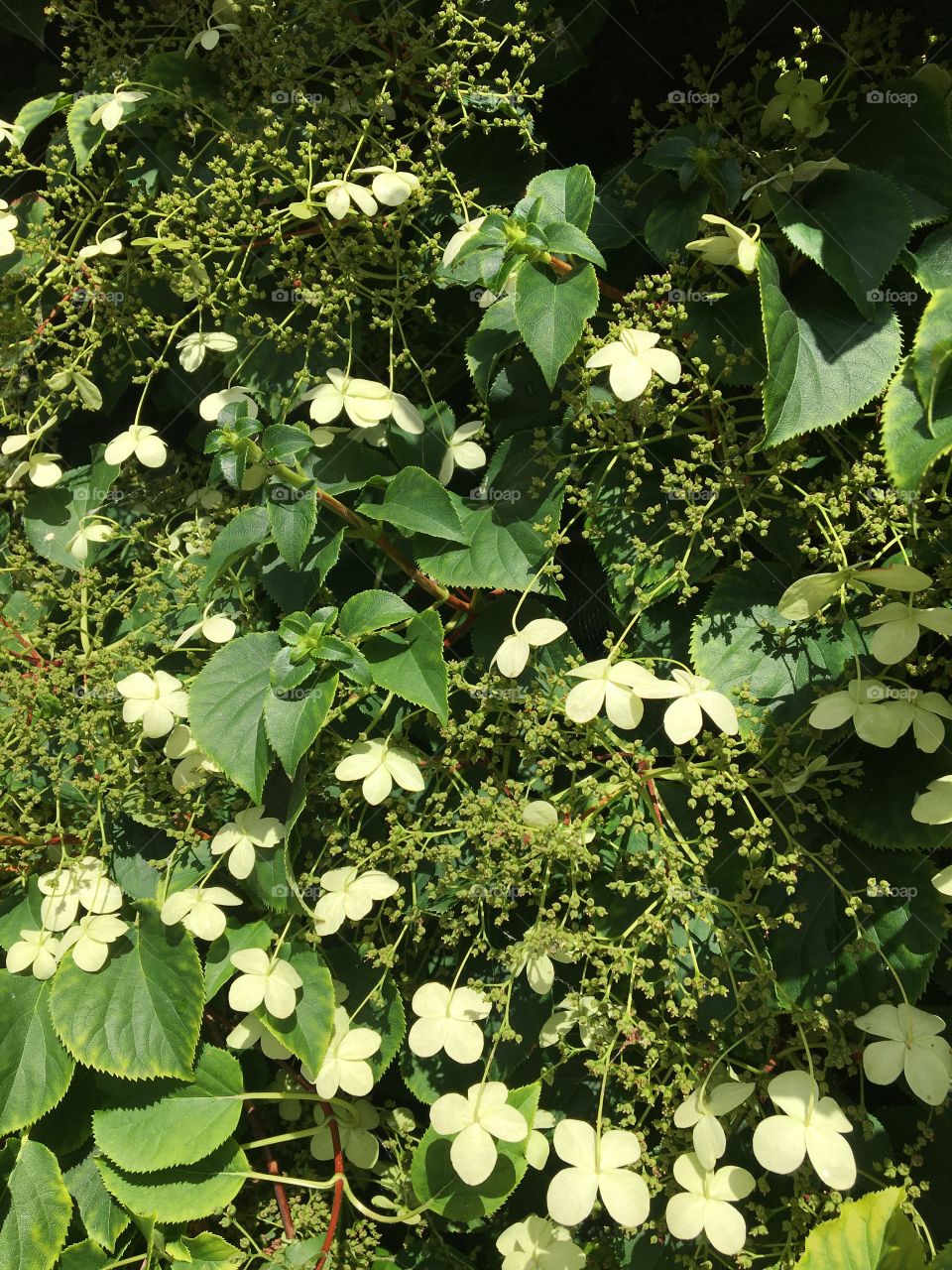 Elegant kind of blooming Virginia creep