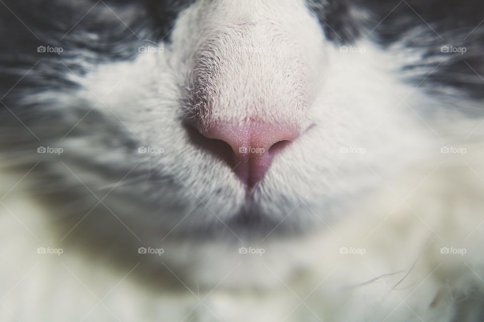 Cat Nose