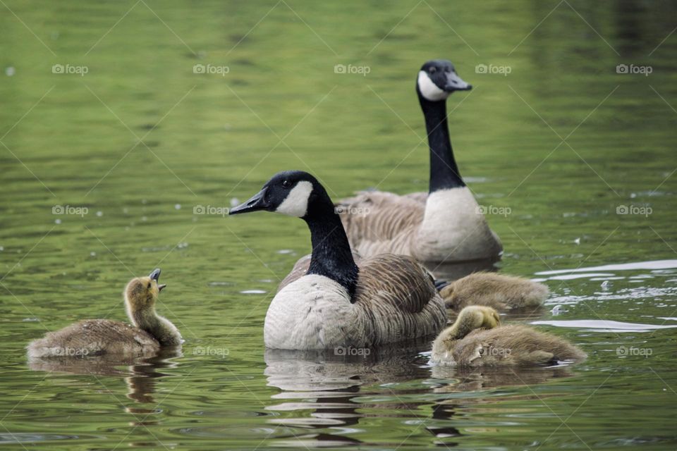 Gosling and it’s family