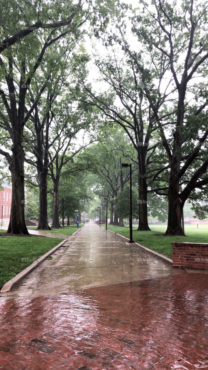 Rainy afternoon on campus