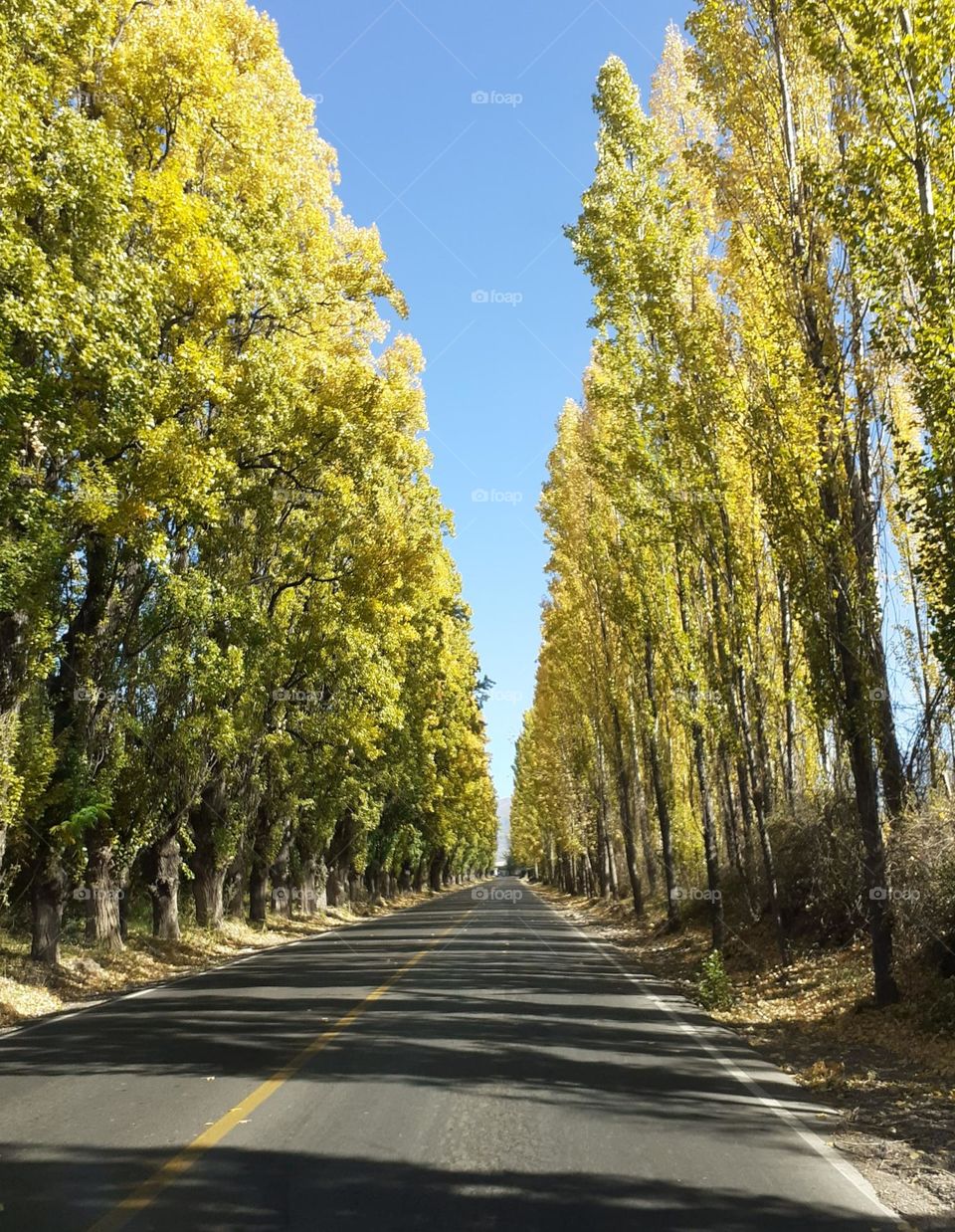 álamos al costado de la ruta