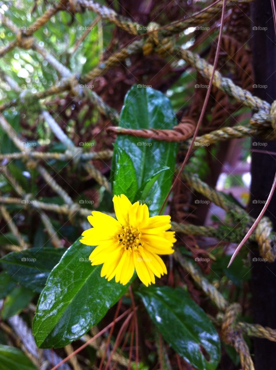 Yellow flower