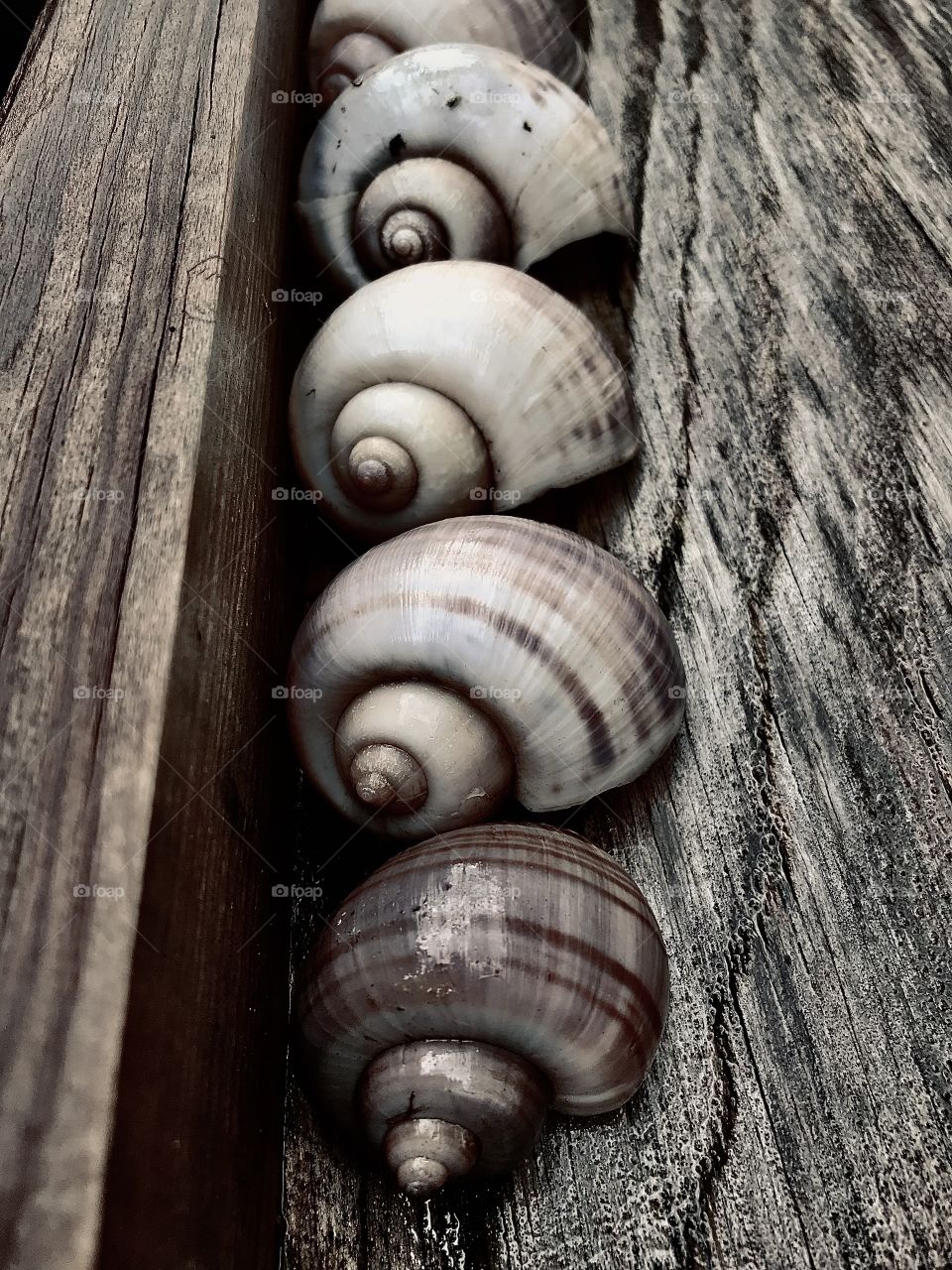 Silvertone like of shells collected by my six year old, we find them everywhere in Florida . 