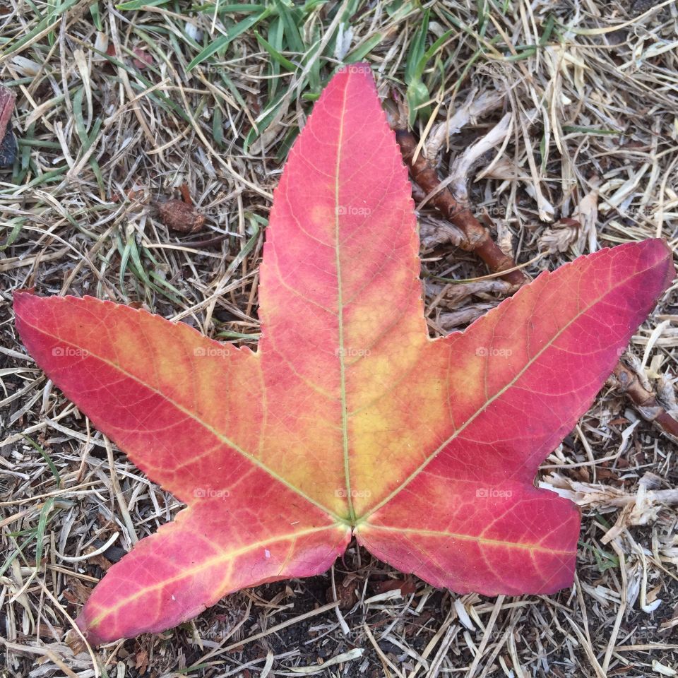 Early autumn, maybe?. Found this at the farmer's market today. Nope, it's not plastic!