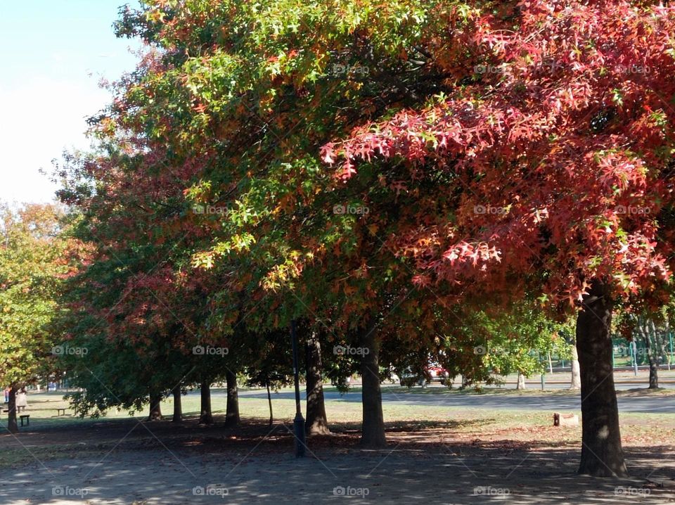 trees in autumn / arboles en otoño