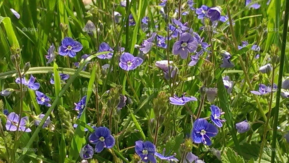 flowers