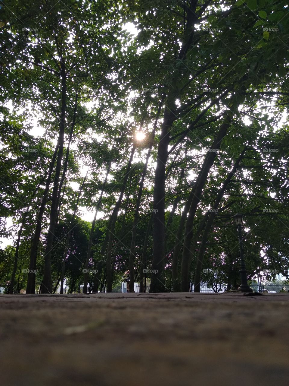 forest parkin the nature