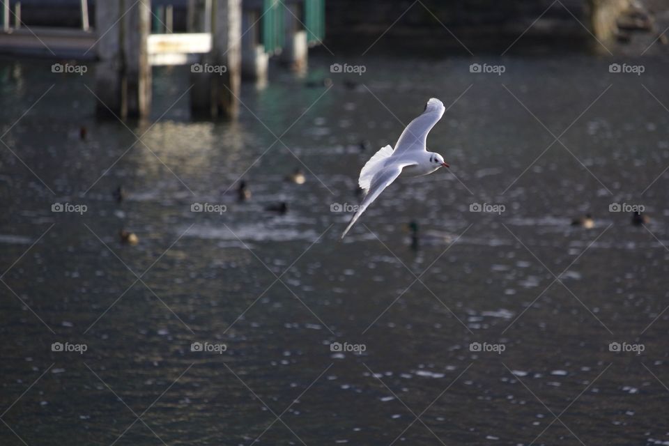 Flying Seagull