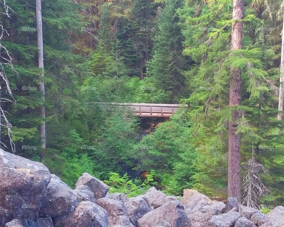 Bridge Among Trees