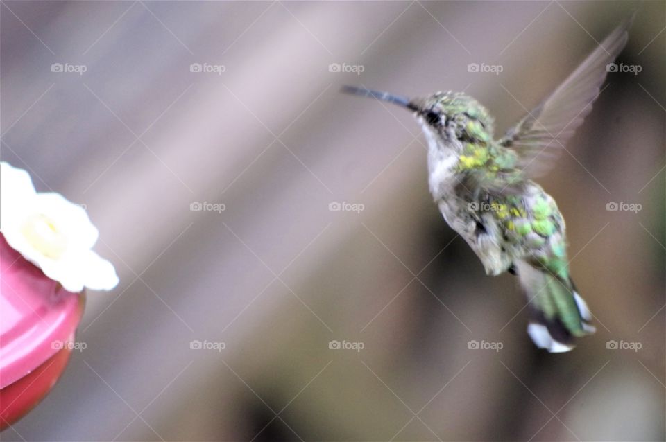 Flying Hummingbird 