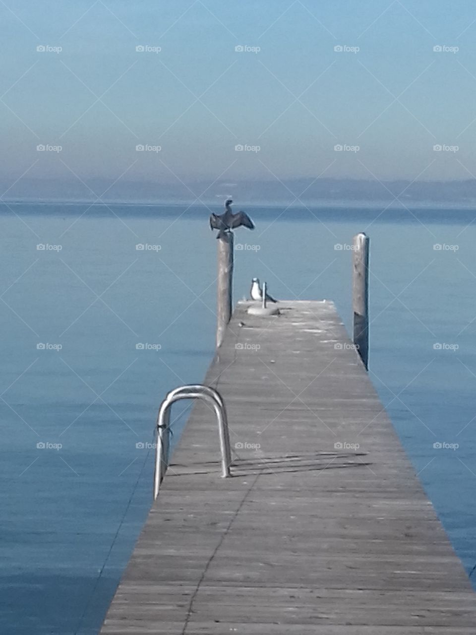 bird mates on garda lake