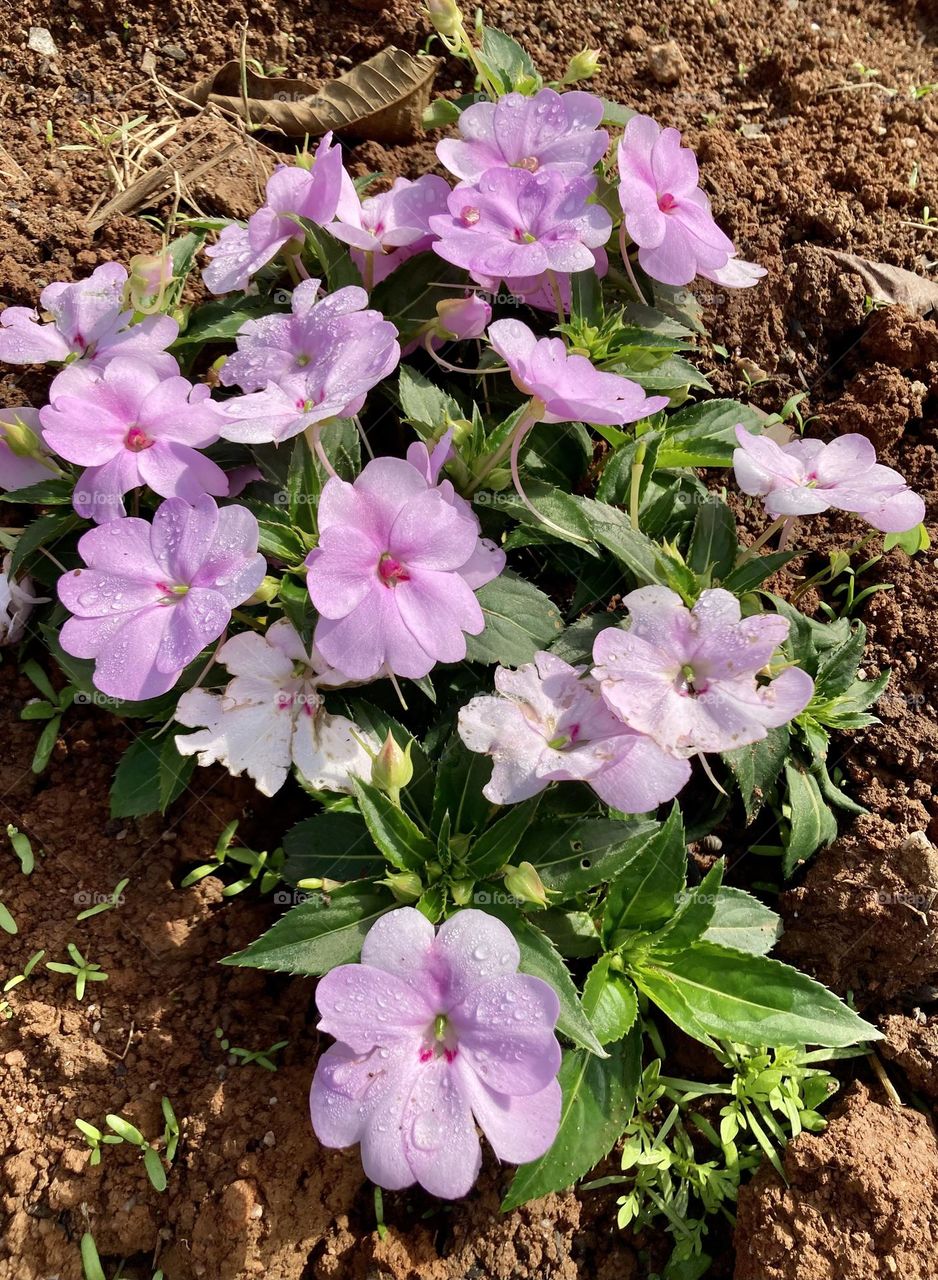 🌹 🇺🇸 Very beautiful flowers to brighten our day.  Live nature and its beauty. Did you like the delicate petals? / 🇧🇷 Flores muito bonitas para alegrar nosso dia. Viva a natureza e sua beleza. Gostaram das pétalas delicadas? 