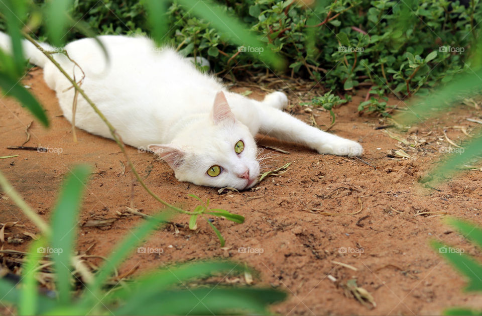 white Cat